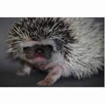 Hedgehog Cutout Photo Sculptures