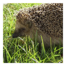 Hedgehog Invitations
