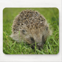 Hedgehog Mousepad