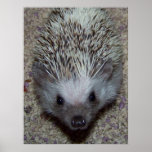 Hedgehog Poster
