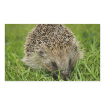 Hedgehog Stickers