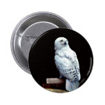 Hedwig on books pinback button