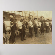 Heifers Print