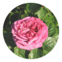 Heirloom Hybrid Tea Rose 027 stickers