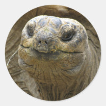 Helaine's Aldabra Tortoise Round Stickers