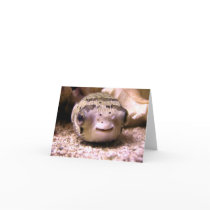Helaine's Blowfish Pufferfish Greeting Cards