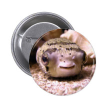 Helaine's Blowfish Pufferfish Pinback Button