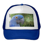 Helaine's Blue Parrot Hat