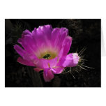 Helaine's Cactus Flower Card