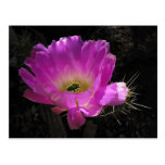 Helaine's Cactus Flower Postcard