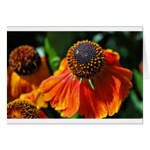 Helianthus Cartes