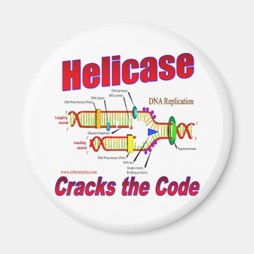 Helicase Cracks the Code Fridge Magnet