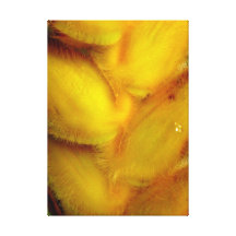 Heliconia hawaïen impression sur toile