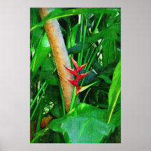 Heliconia tropical - promenade dans le jardin affiches