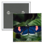 Heliconid butterfly pinback button