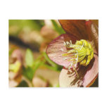 Hellebore Flower In Profile postcards