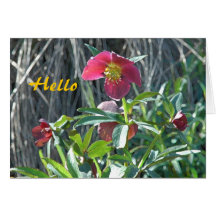 Hellebore Hello Cards