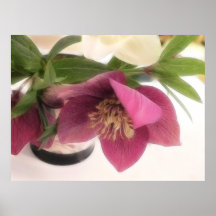 Hellebores And Daffodils In Vase Poster