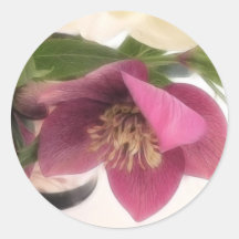 Hellebores And Daffodils In Vase Stickers