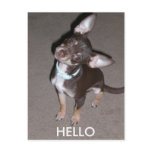 HELLO Chihuahua