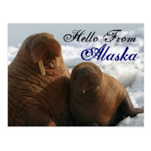 Hello From Alaska Walrus Post Card
