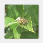 Hello Honeybee Magnets