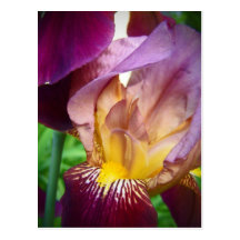 Hello Iris Post Card