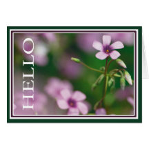 Hello - Pink Wood Sorrel Greeting Card