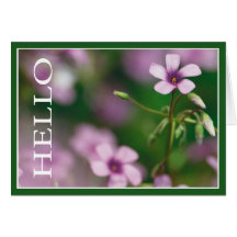 Hello - Pink Wood Sorrel Greeting Card
