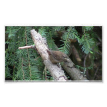 Hells Canyon Idaho Animals / Birds Aves Art Photo