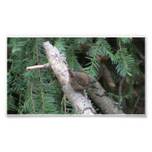Hells Canyon Idaho Animals / Birds Aves Art Photo