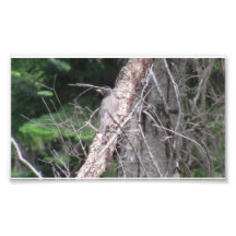 Hells Canyon Idaho Animals / Birds Aves Photo