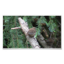 Hells Canyon Idaho Animals / Birds Aves Photo