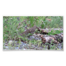 Hells Canyon Idaho Animals / Birds Aves Photo