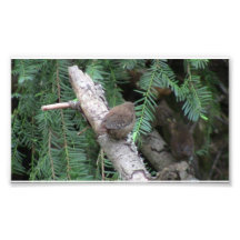 Hells Canyon Idaho Animals / Birds Aves Photo Art