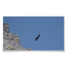 Hells Canyon Idaho Animals / Birds Aves Photo Art