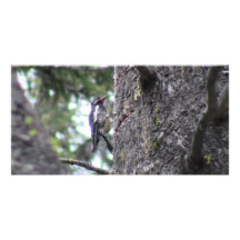 Hells Canyon Idaho Animals / Birds Aves Photo Greeting Card