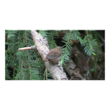 Hells Canyon Idaho Animals / Birds Aves Picture Card