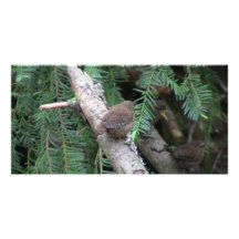 Hells Canyon Idaho Animals / Birds Aves Photo Card Template