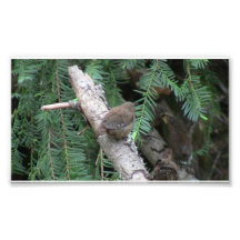Hells Canyon Idaho Animals / Birds Aves Photographic Print