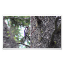 Hells Canyon Idaho Animals / Birds Aves Photograph