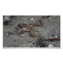 Hells Canyon Idaho Aquatic Animals / Plants Frog Photo Art