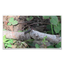 Hells Canyon Idaho Fauna Insects / Arachnids Photo