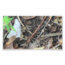 Hells Canyon Idaho Fauna Insects / Arachnids Photo