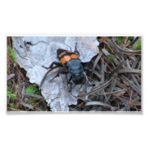 Hells Canyon Idaho Fauna Insects / Arachnids Photo