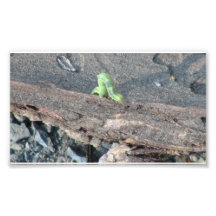 Hells Canyon Idaho Fauna Insects / Arachnids Photo