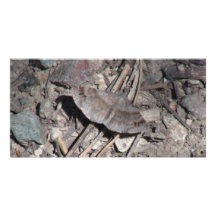 Hells Canyon Idaho Fauna Insects / Arachnids Customized Photo Card