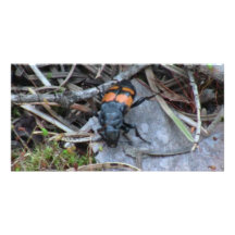 Hells Canyon Idaho Fauna Insects / Arachnids Photo Greeting Card