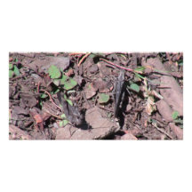 Hells Canyon Idaho Fauna Insects / Arachnids Photo Card Template