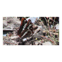 Hells Canyon Idaho Fauna Insects / Arachnids Picture Card